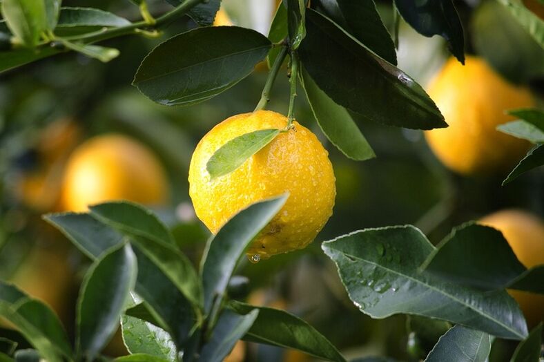 Lemon to increase potency
